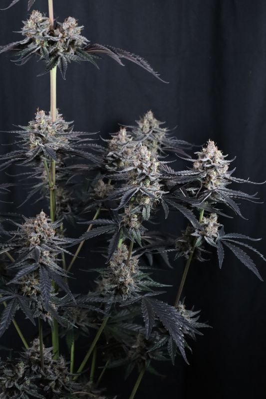 Instagram Mendo Cherry Cookies Auto