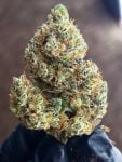 Instagram Mendo Guava Auto™