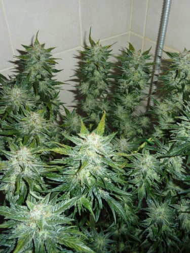 Instagram Skunk Auto