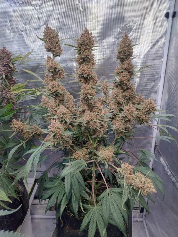 Instagram Tropicana Cookies Auto