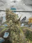 Instagram GMO Auto™
