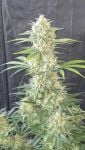 Instagram Banana Cherry Cookies Auto™