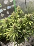 Instagram Pineapple OG Auto™