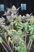 Instagram Orange Sherbet FF
