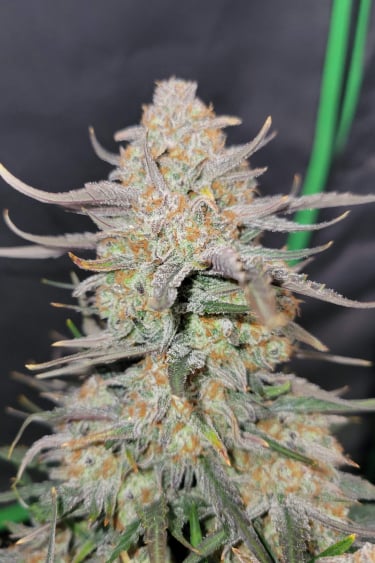 Instagram Apple Strudel Auto