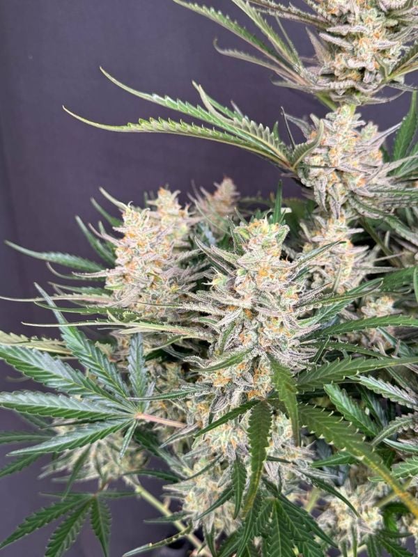 Instagram Big Bud Auto