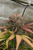 Instagram Lemon Cherry Cookies Auto