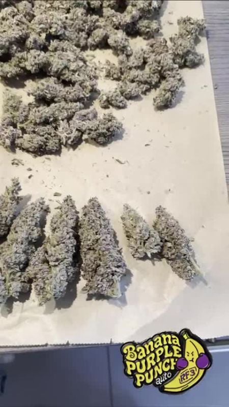 Banana Purple Punch Auto RF3 @bernie 