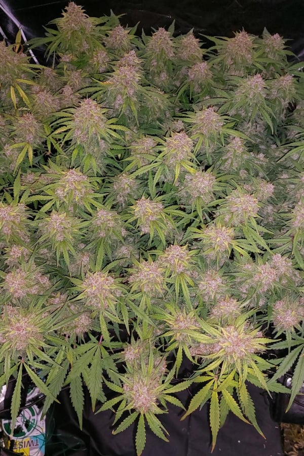 Instagram AUTO | Blue Dream Auto