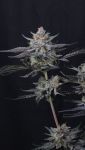 Instagram Mendo Guava Auto™