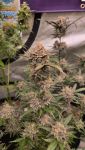 Instagram Sundae Frost Auto™