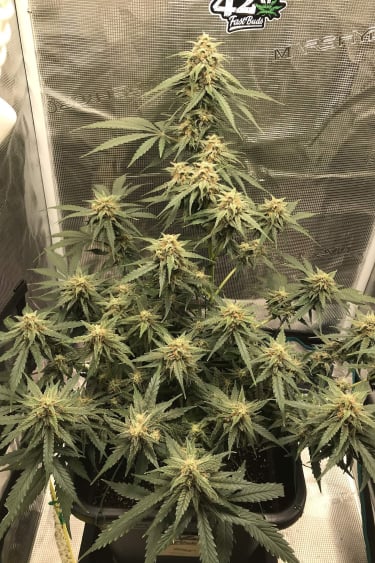 Instagram Jack Herer Auto