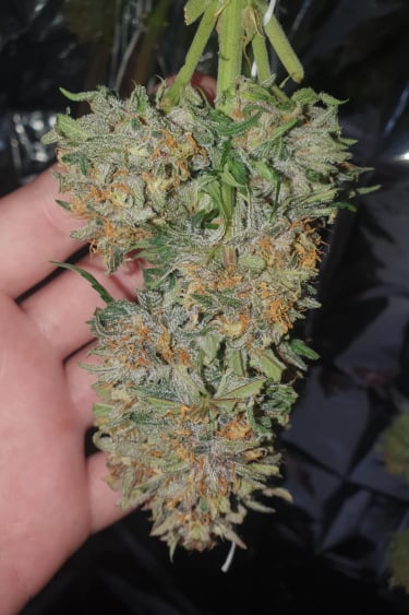 Instagram Fastberry Auto