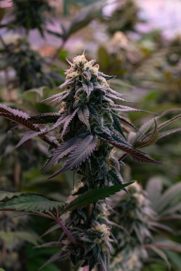 Instagram Lemon Cherry Runtz