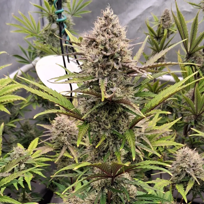 Instagram Guava Sundae Auto