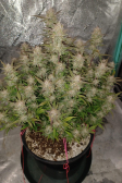 Instagram Strawberry Gorilla Auto