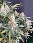 Instagram Big Bud Auto