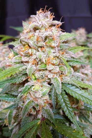 Instagram Jack Herer Auto