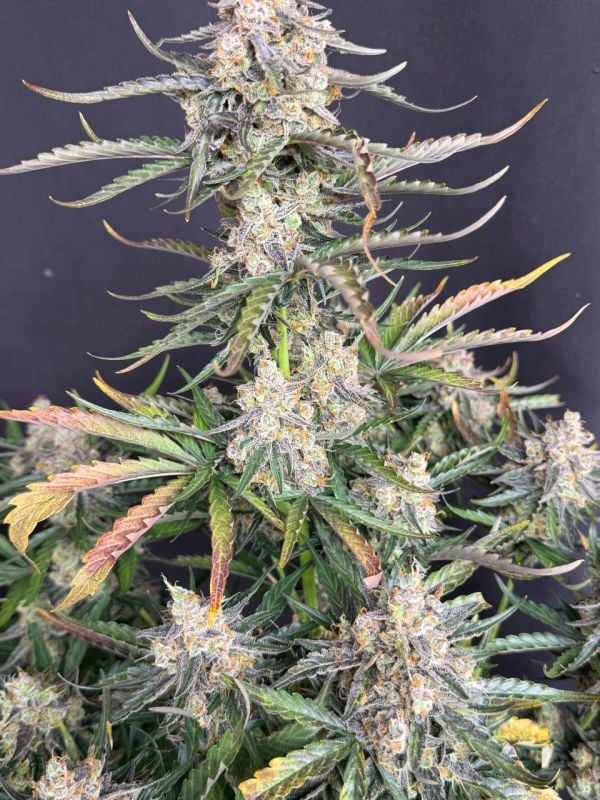 Instagram Big Bud Auto