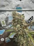 Instagram GMO Auto™