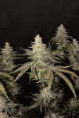 Instagram Gorilla Cookies FF
