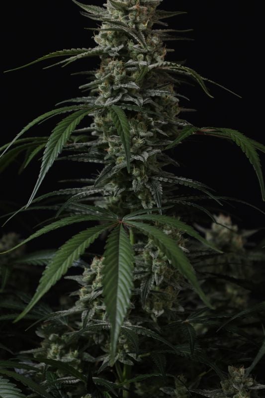 Instagram Banana Cherry Cookies Auto