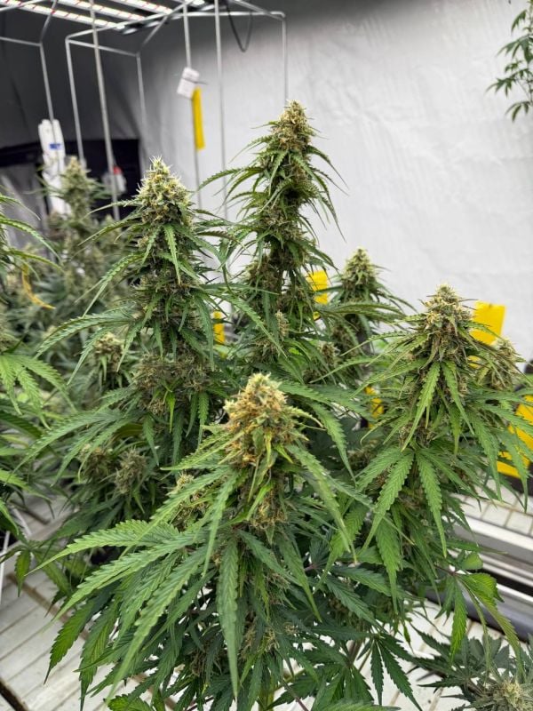 Instagram Jack Herer Auto