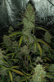 Instagram Gorilla Cookies Auto