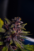 Instagram Blackberry Auto