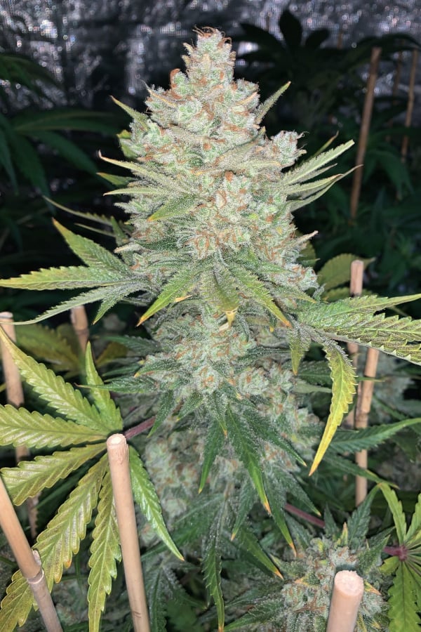 OG Kush Auto Cannabis Seeds for Sale – Buy OG Kush Strain | Fast Buds