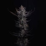 Instagram Mendo Guava Auto™