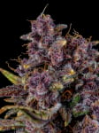 Instagram Gorilla Punch Auto