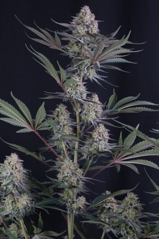 Instagram Lemon Tree Auto