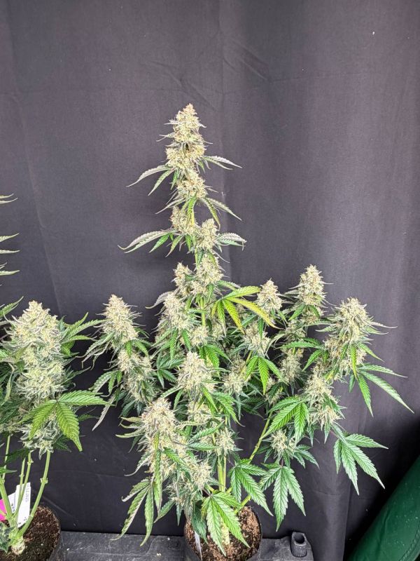 Instagram Skunk Auto