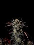 Instagram Mendo Frost Auto™