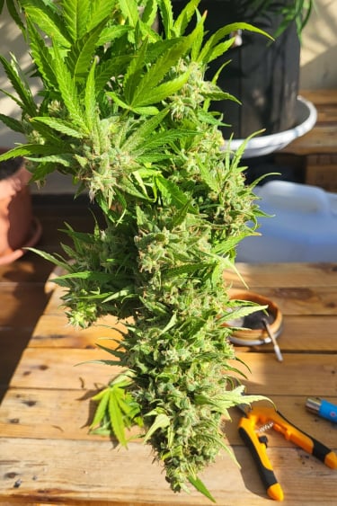 Instagram Orange Sherbet Auto