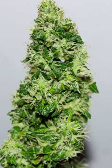 Instagram CBD Auto 11 CBD Crack