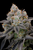 Instagram Gorilla Cookies FF