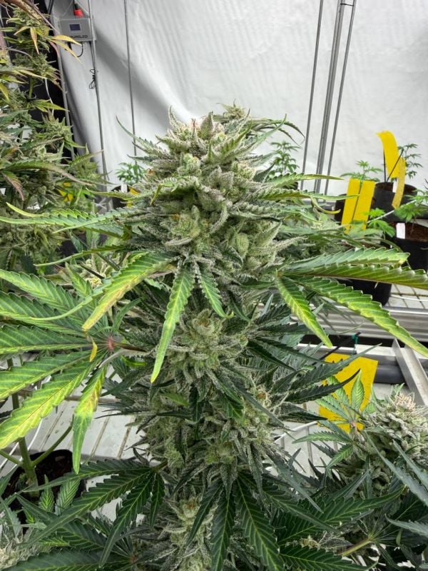 Instagram AK Auto