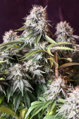Instagram Orange Sherbet FF