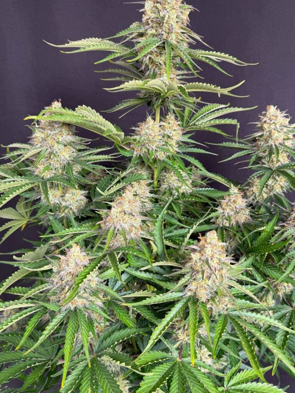 Instagram Moby Dick Auto