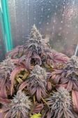 Instagram Papaya Sherbet™