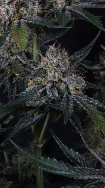 Instagram Guava Runtz Auto