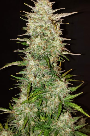 Instagram Chemdawg Auto