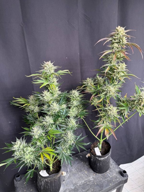 Instagram AK Auto