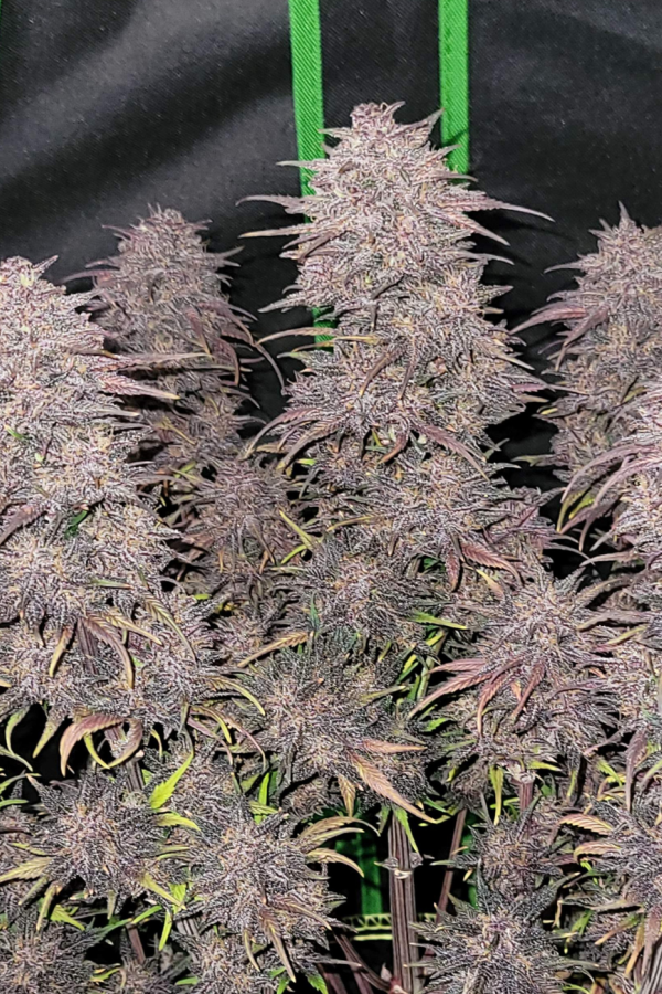 Buy Blackberry Auto Cannabis Seeds | Fast Buds