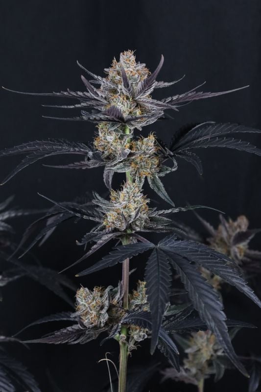 Instagram Guava Runtz Auto