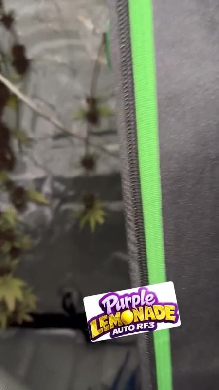 Purple Lemonade Auto RF3 @mota_buddies IG 2
