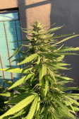 Instagram GG4 Sherbet FF