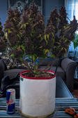 Instagram Purple Lemonade Auto